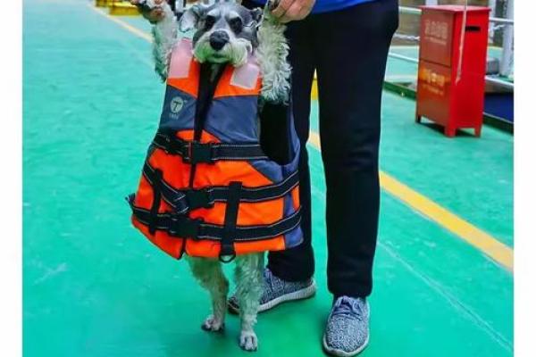 铜墙铁壁是什么生肖 铜墙铁壁指哪个生肖
